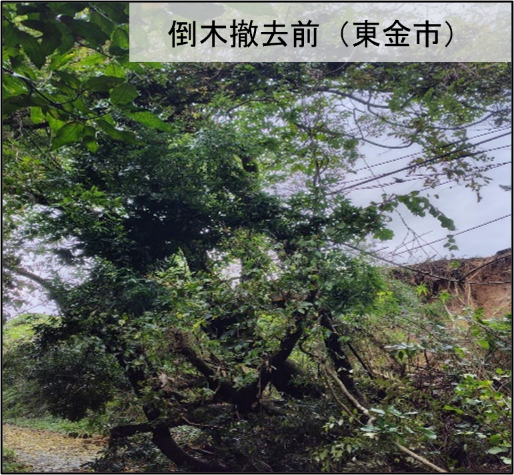 ModJapan_saigai's tweet photo. 千葉県長生郡長柄町における行方不明者の捜索は９日目となりました。本日も陸自高射学校（下志津・千葉）の隊員が消防・警察など関係機関と力を合わせ、一刻も早い発見に向け、懸命に捜索を続けています。
また、陸自第１空挺団（習志野・千葉）は、県内の７つの市１１か所で、重機が入れない道路の倒木を撤去しました。現時点で、自衛隊へ倒木撤去の要請のあった全ての地域で、倒木の撤去作業は終了しています。倒木撤去後の状況は写真をご覧ください。
引き続き、消防や警察をはじめ関係機関と協力し、千葉県での人命救助活動に全力を尽くしてまいります。