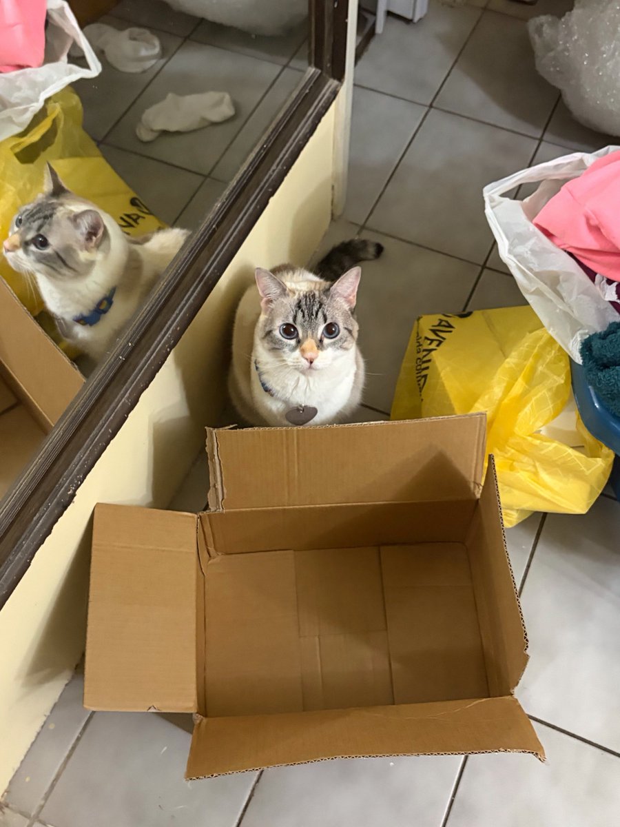Bimbim_cat's tweet photo. Fo bim? https://t.co/2wwQa6FdSm