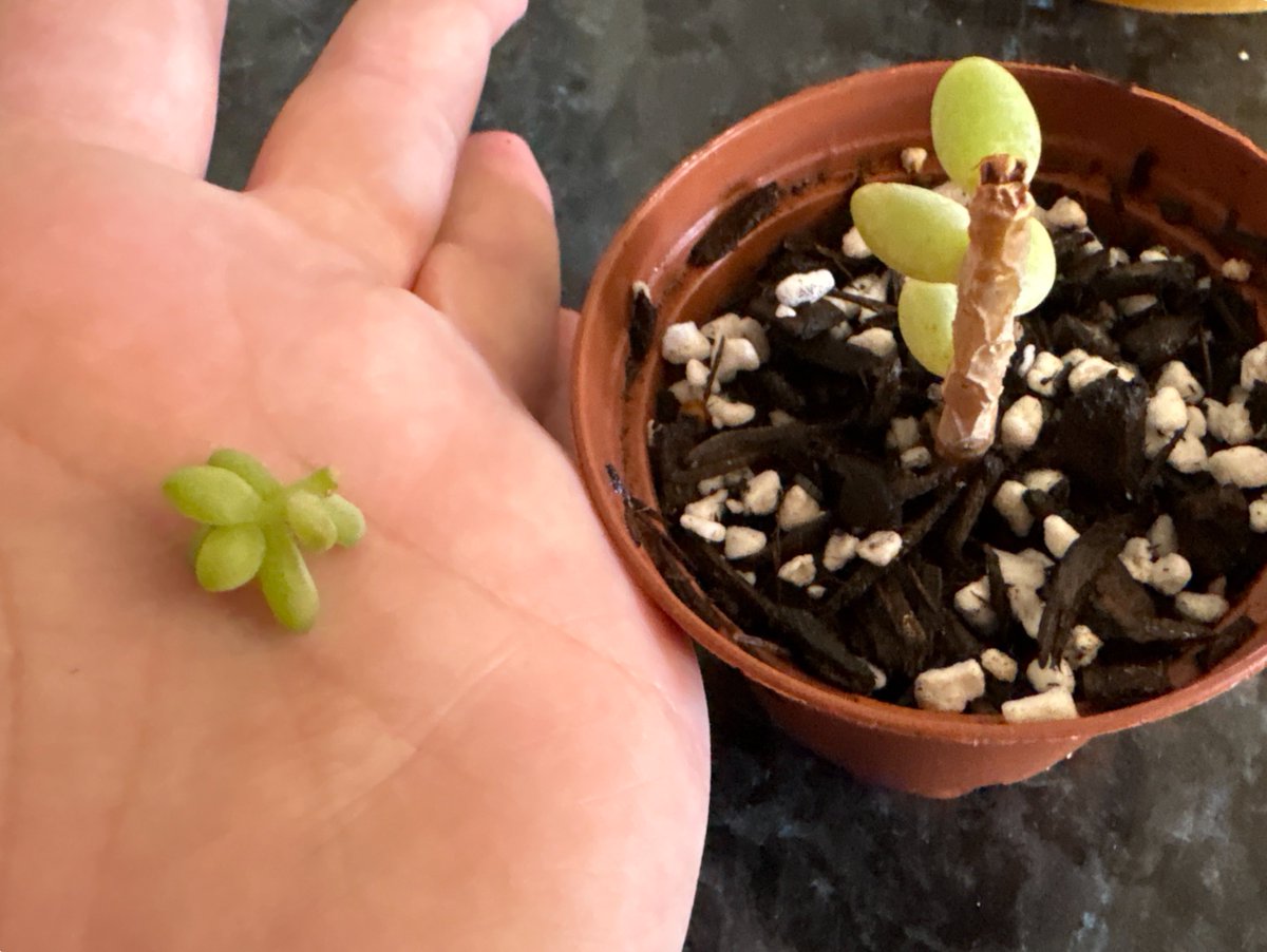 softbambiie's tweet photo. ALSO I accidentally broke my favourite plant so I’m sad 🥺 BUT my Desert rose’s seed pod opened &amp; I’m gonna plant those later! https://t.co/ekgForvB5N