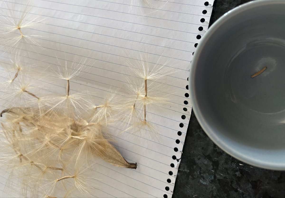 softbambiie's tweet photo. ALSO I accidentally broke my favourite plant so I’m sad 🥺 BUT my Desert rose’s seed pod opened &amp; I’m gonna plant those later! https://t.co/ekgForvB5N