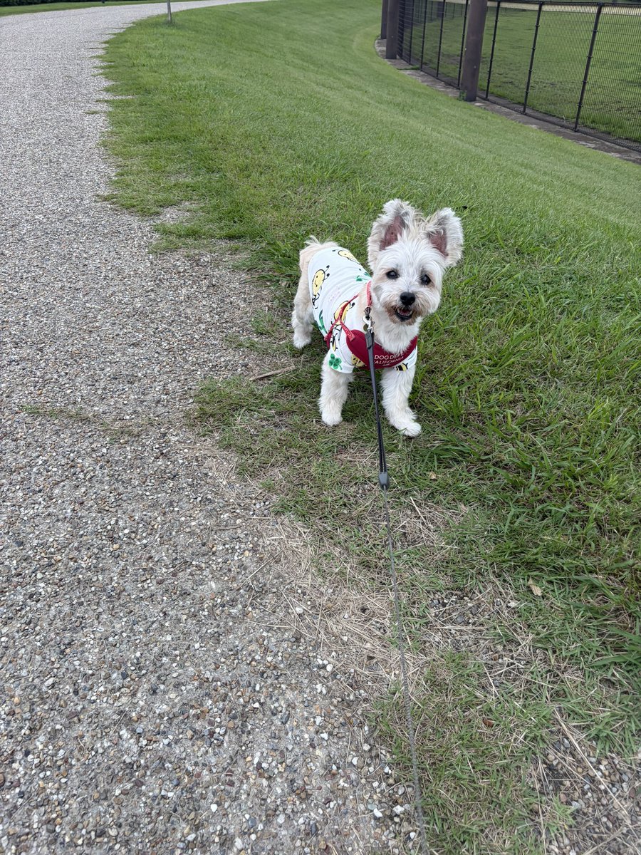 24smile5y's tweet photo. 久しぶりに公園散歩出来たよ🐶 https://t.co/YFUuCxCcOK