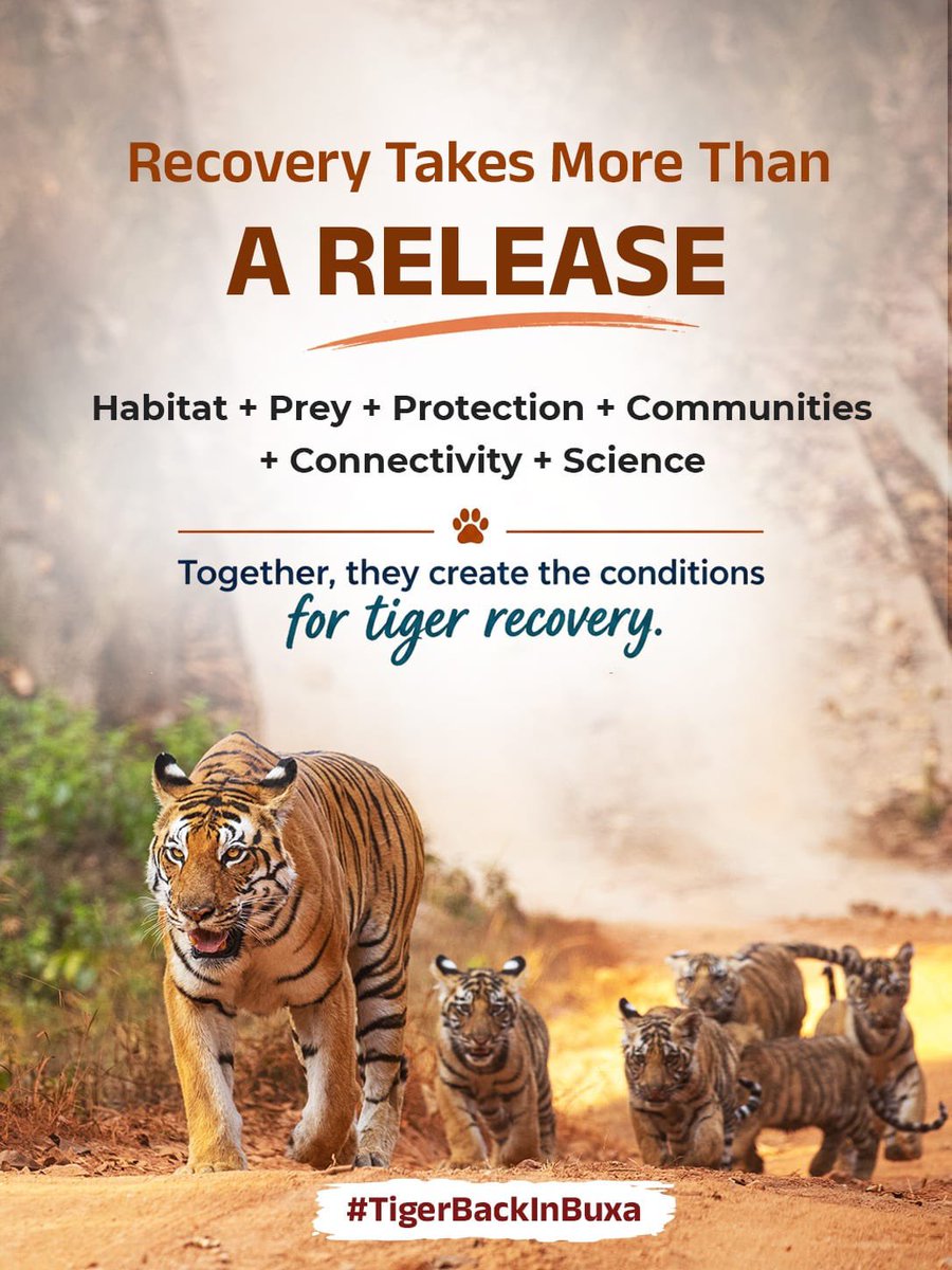 BjpNew8178's tweet photo. #TigerBackInBuxa https://t.co/vlFliN6AIS