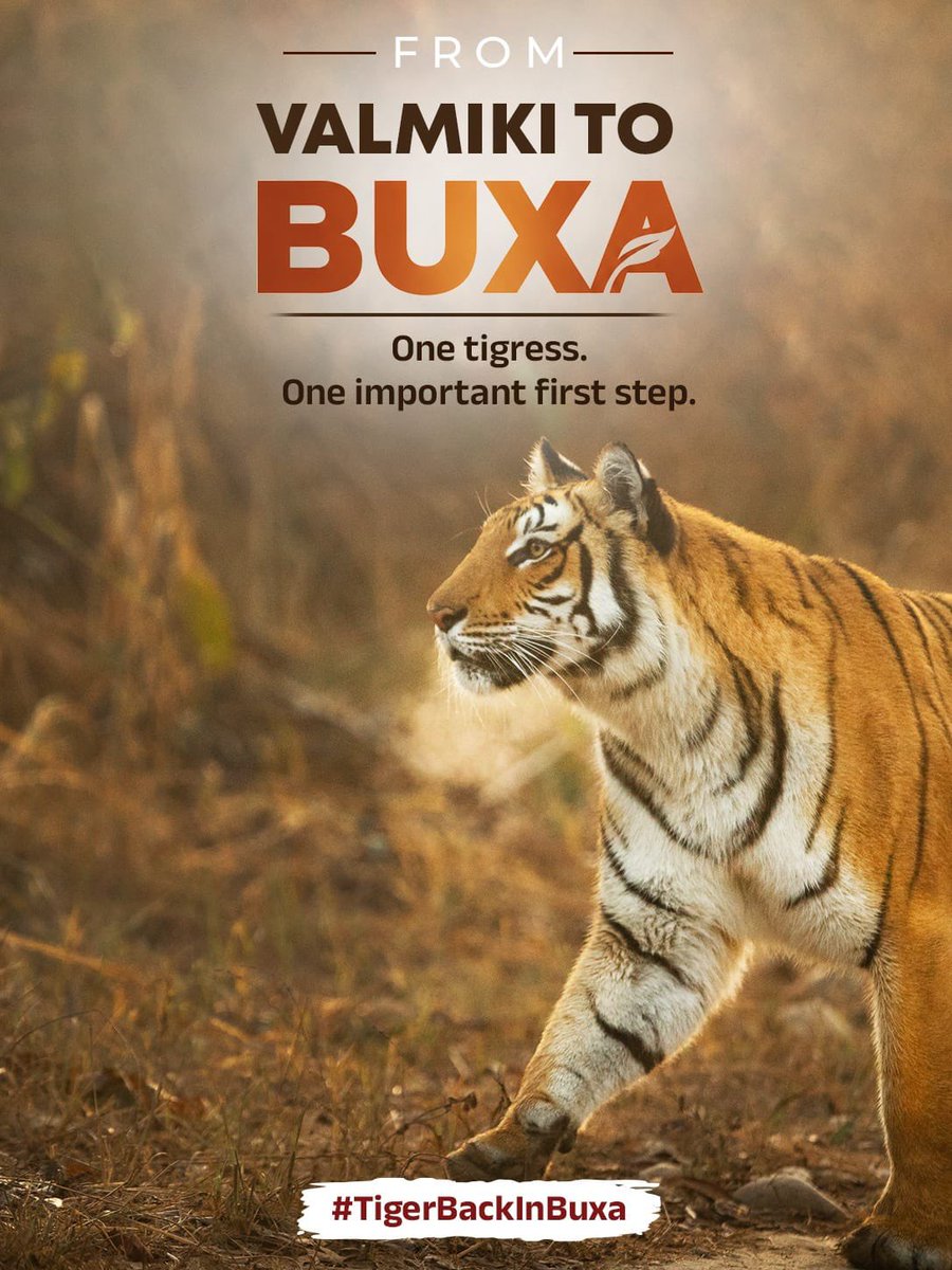 BjpNew8178's tweet photo. #TigerBackInBuxa https://t.co/k6fFKwhjPf