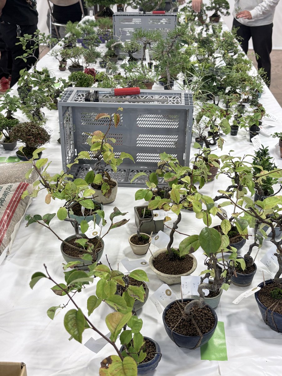 Sstyle0000's tweet photo. #盆栽　#ミニ盆栽　#bonsai #きらく展　明日から〜いよいよ〜きらく展です‼️ 只今〜前日の設営準備中で〜す😁明日〜また商品追加されます〜皆様のご来場をお待ちしております〜🙇 https://t.co/4CDj8QWNpt