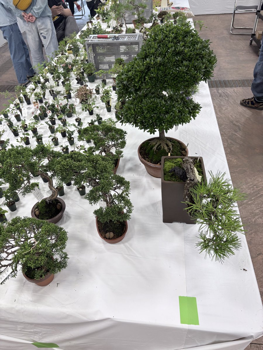 Sstyle0000's tweet photo. #盆栽　#ミニ盆栽　#bonsai #きらく展　明日から〜いよいよ〜きらく展です‼️ 只今〜前日の設営準備中で〜す😁明日〜また商品追加されます〜皆様のご来場をお待ちしております〜🙇 https://t.co/4CDj8QWNpt