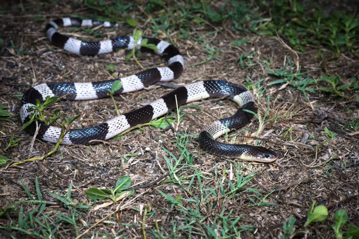 MongabayID's tweet photo. Ini alasan ilmiah kenapa ular weling yang berbisa banget sering ketemu di sekitar rumah! 

Peneliti membongkar rahasia kenapa ular weling alias Bungarus candidus betah banget tinggal di permukiman. https://t.co/MPFNDtdrL3