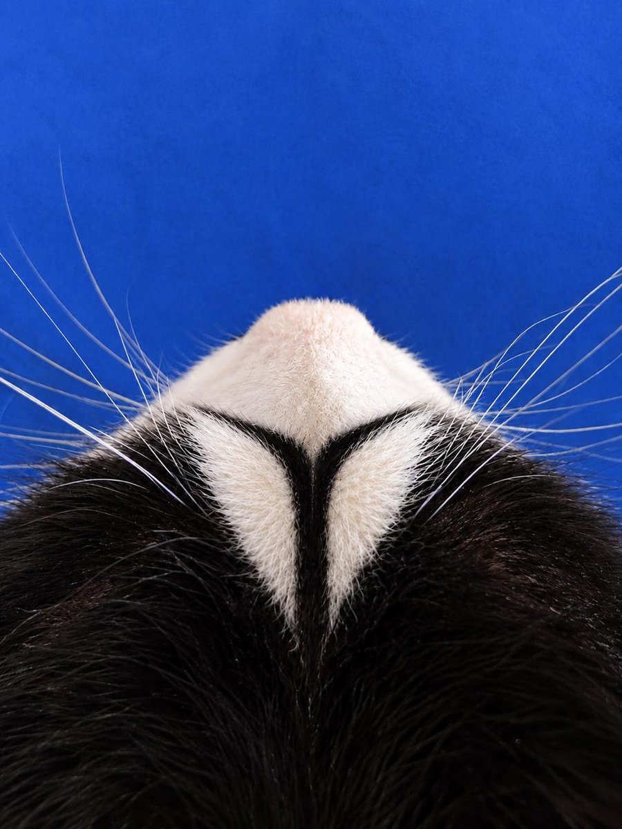 keeper_wallet's tweet photo. Be a Keeper 🐈‍⬛ https://t.co/YQovzF2iXh