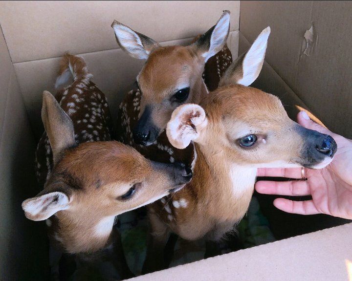 deershouldnt's tweet photo. Goodnight https://t.co/ft5oznzT27
