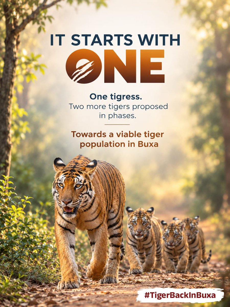 Trisha_Kharee's tweet photo. Buxa’s proposed tiger reintroduction marks a planned conservation effort, beginning with a tigress from Valmiki Tiger Reserve on 2 October 2026 and potentially followed by two more founder tigers. #TigerBackInBuxa
https://t.co/4vImfsfqJJ