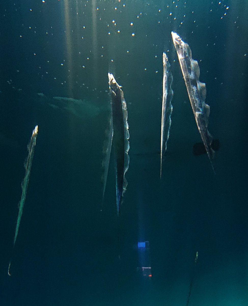 miyajima_aqua's tweet photo. 本日より、タチウオの展示を再開いたします。
近年のタチウオの生息数減少のため、長らくタチウオをご覧いただくことができず、大変ご迷惑をおかけしました。
約半年ぶりのタチウオの展示となります。背びれをなびかせ優雅に泳ぐタチウオをぜひご覧ください。
#宮島水族館 #水族館 #タチウオ https://t.co/hbd8edq4kz