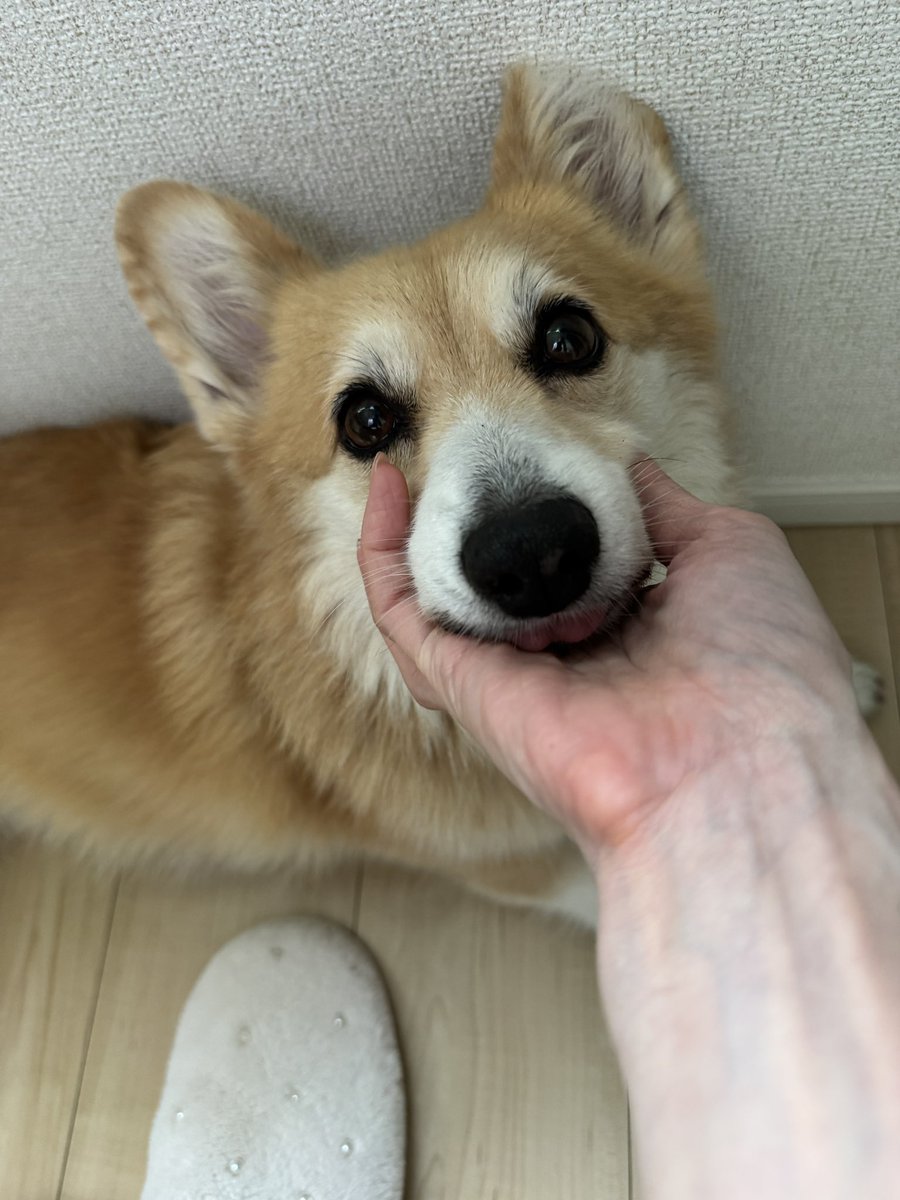 tamomi03's tweet photo. にゅんと出ているペロを
たまーに触らせていただく

ちゅるんとしたあったかわらび餅のよう https://t.co/YFqQDfAwqg