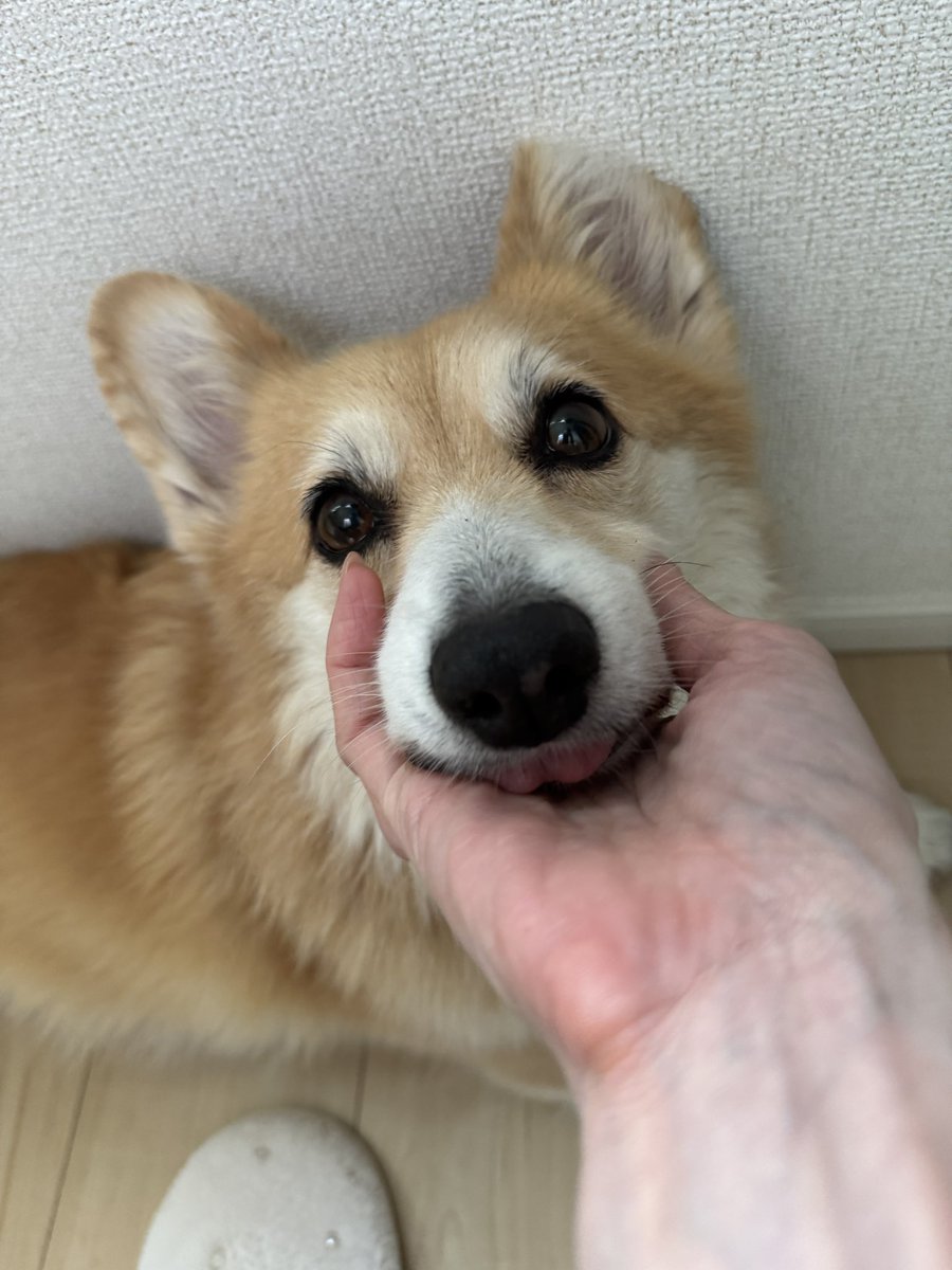 tamomi03's tweet photo. にゅんと出ているペロを
たまーに触らせていただく

ちゅるんとしたあったかわらび餅のよう https://t.co/YFqQDfAwqg