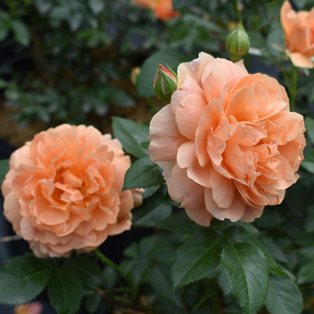 talius's tweet photo. "At Last" shrub roses for you this morning ❤️ 
Have a special Friday and Weekend🤗 https://t.co/xUJJWkvqUM