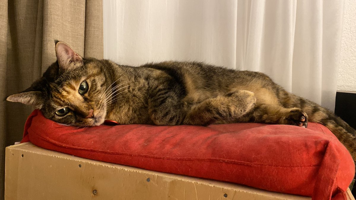 Steph_Mirabelle's tweet photo. @PickliciousF Happy #picklversary ! You found a wonderful home with loving mum and dad. We are lucky to have a #gotchaday ! #adoptdontshop https://t.co/XjryxWOcDG
