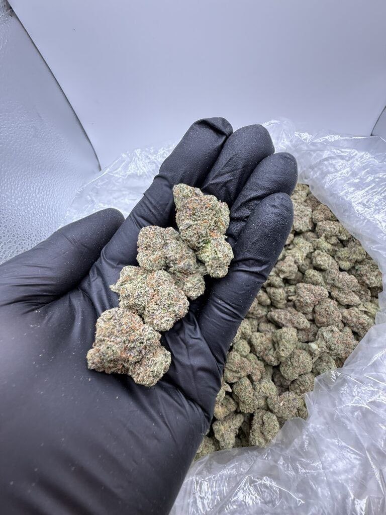 Daquanddw's tweet photo. Chureito Pagoda weed, Hakone Shrine weed, Hiroshima Peace Memorial Park weed, Atomic Bomb Dome weed, Itsukushima Shrine weed, Miyajima weed, Osaka Aquarium Kaiyukan weed, Shinjuku Gyoen weed, Ueno Park weed, Himeji Castle weed, Nikko Toshogu Shrine weed https://t.co/mBgfwj0APp