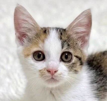 しあわせにゃんこ على X: 