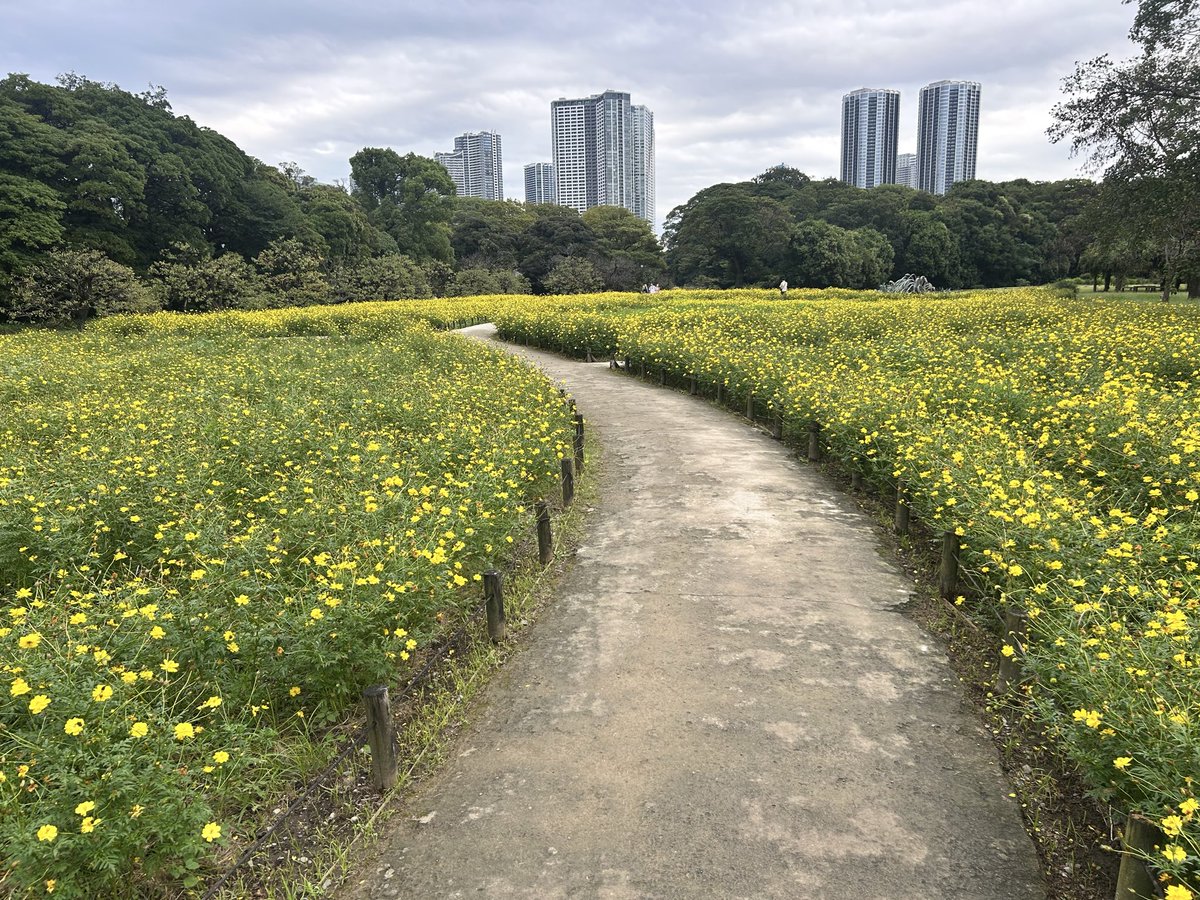 masakisenda's tweet photo. 今日の浜離宮。コスモスが綺麗に咲いてますよー。
#浜離宮  #コスモス https://t.co/hoAyfT0uia