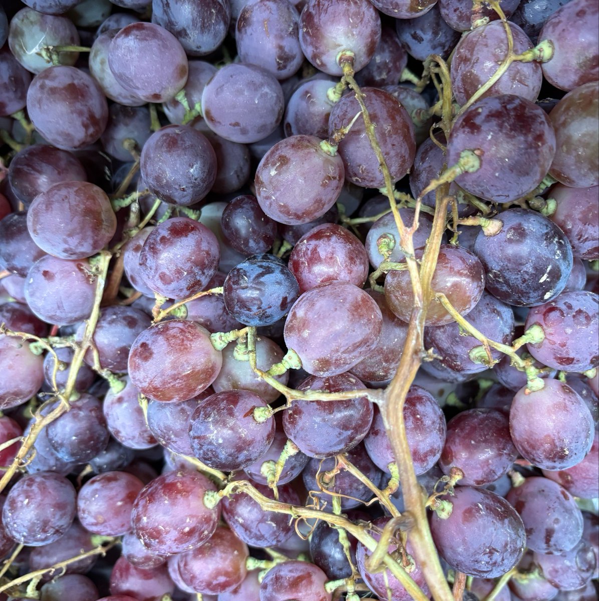 cerenozsd's tweet photo. fresh finds II 🍇 https://t.co/AEYHLYwUoE