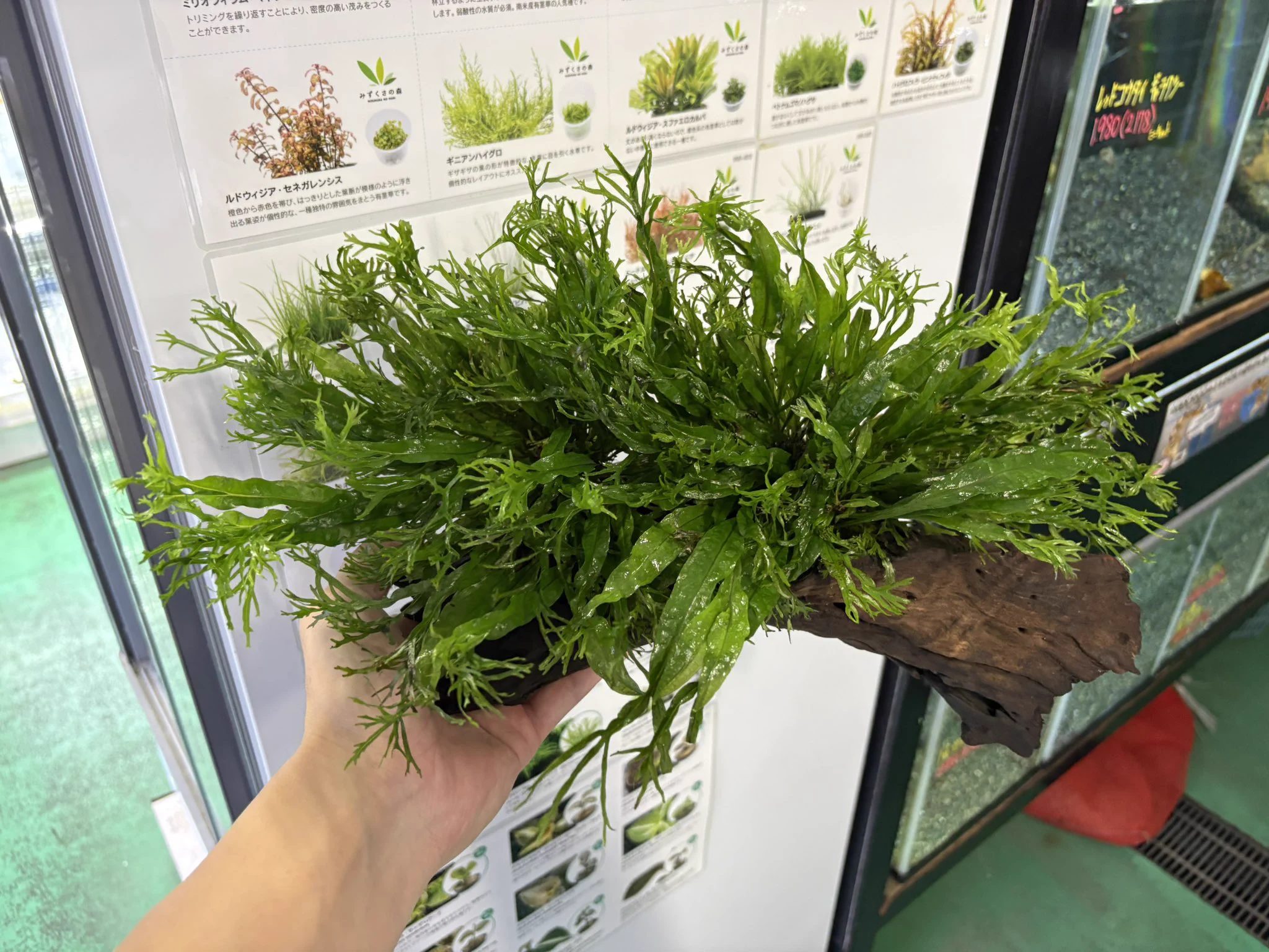かねだい伊勢原店【熱帯魚・水草編】 on X: 
