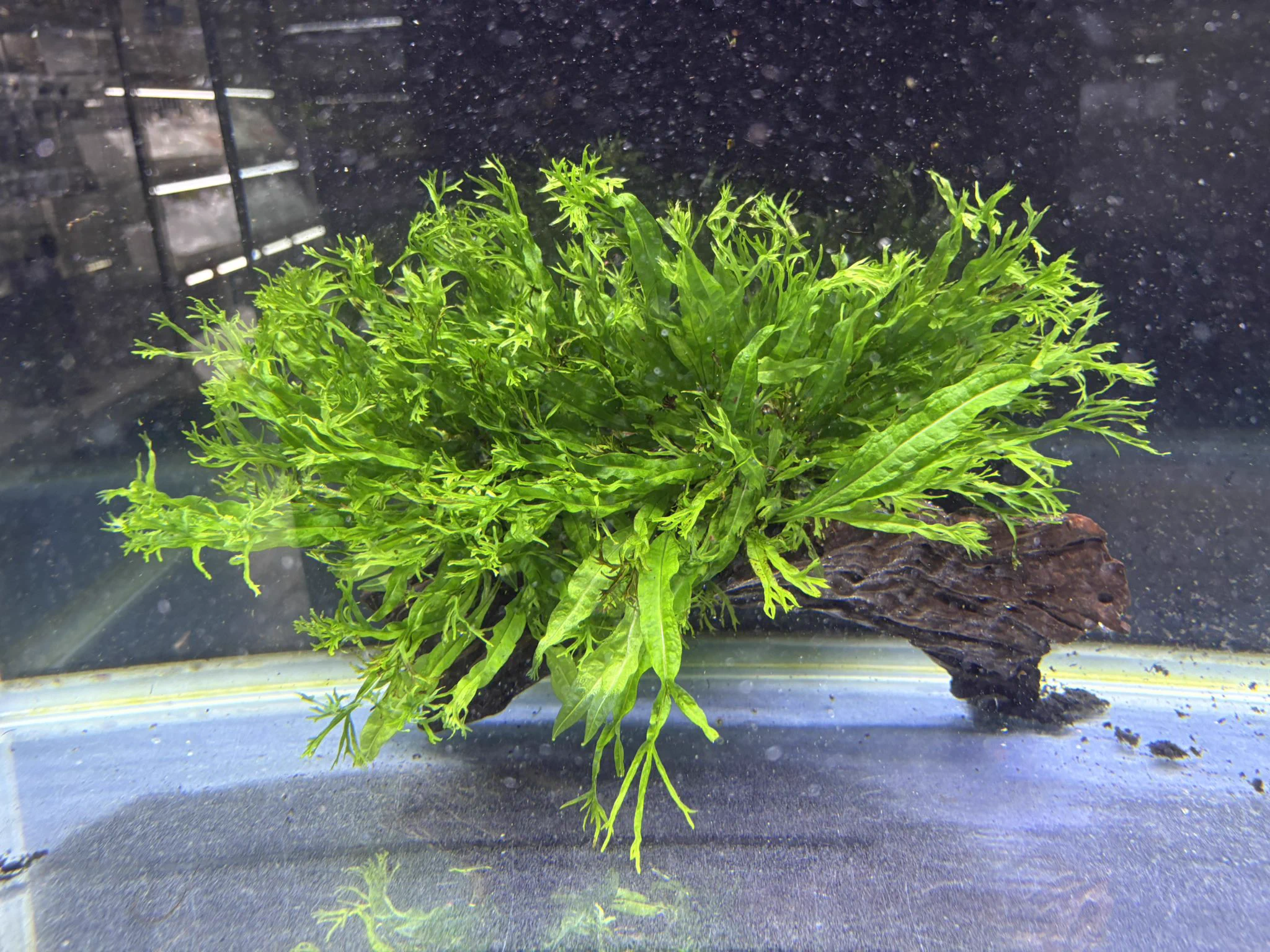かねだい伊勢原店【熱帯魚・水草編】 on X: 