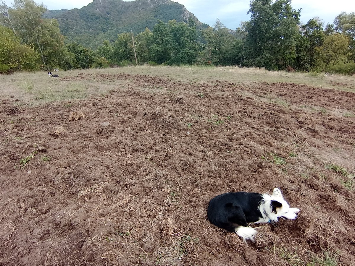 xaiecologic's tweet photo. Aleeee, amb alegria que ens ha plogut una mica. 
I ara que ja és una mica més tendre la senglanada ho tindrà més bé per cardar xafastres dels seus.
#HumorNegreRuralot
#PutaTotSempre https://t.co/orxfmJzw0W