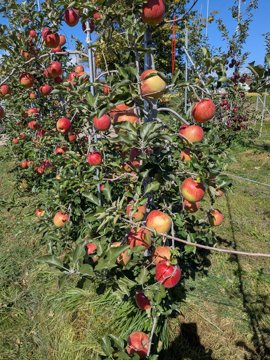 kym_ringo's tweet photo. シナノスイート🍎
最初に葉摘み作業をした畑から、玉🍎まわし始めました
もう1週間晴天が続いてくれればいい色がついてくると思います😊

強風で木が揺れ、乗り物酔いしそうです😅 https://t.co/GePoRyOSpW