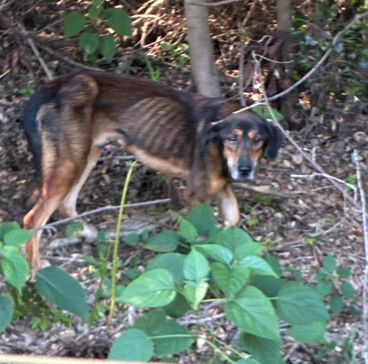 mikoneko0401's tweet photo. 犬山の山道でワンちゃんを目撃しました
なんとなく表情や動きが野良犬っぽくない気がして検索したら、同じ子を目撃した方が他にもいたみたい
飼い主さんがいるなら無事に再会できるといいけど……

#迷い犬　　#犬山市 https://t.co/bqTvA7ZV9t
