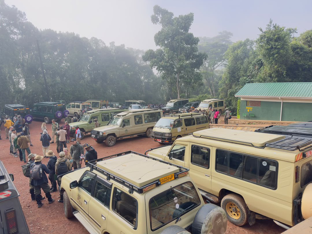 ugwildlife's tweet photo. This morning, celebrities and influencers led by @YkeeBenda embarked on an unforgettable gorilla trekking experience in Rushaga, Bwindi Impenetrable National Park.
The experience is promoting Uganda’s tourism, the #MountainGorillaFest2026 and @VirungaMarathon https://t.co/lrpYgqqLoB
