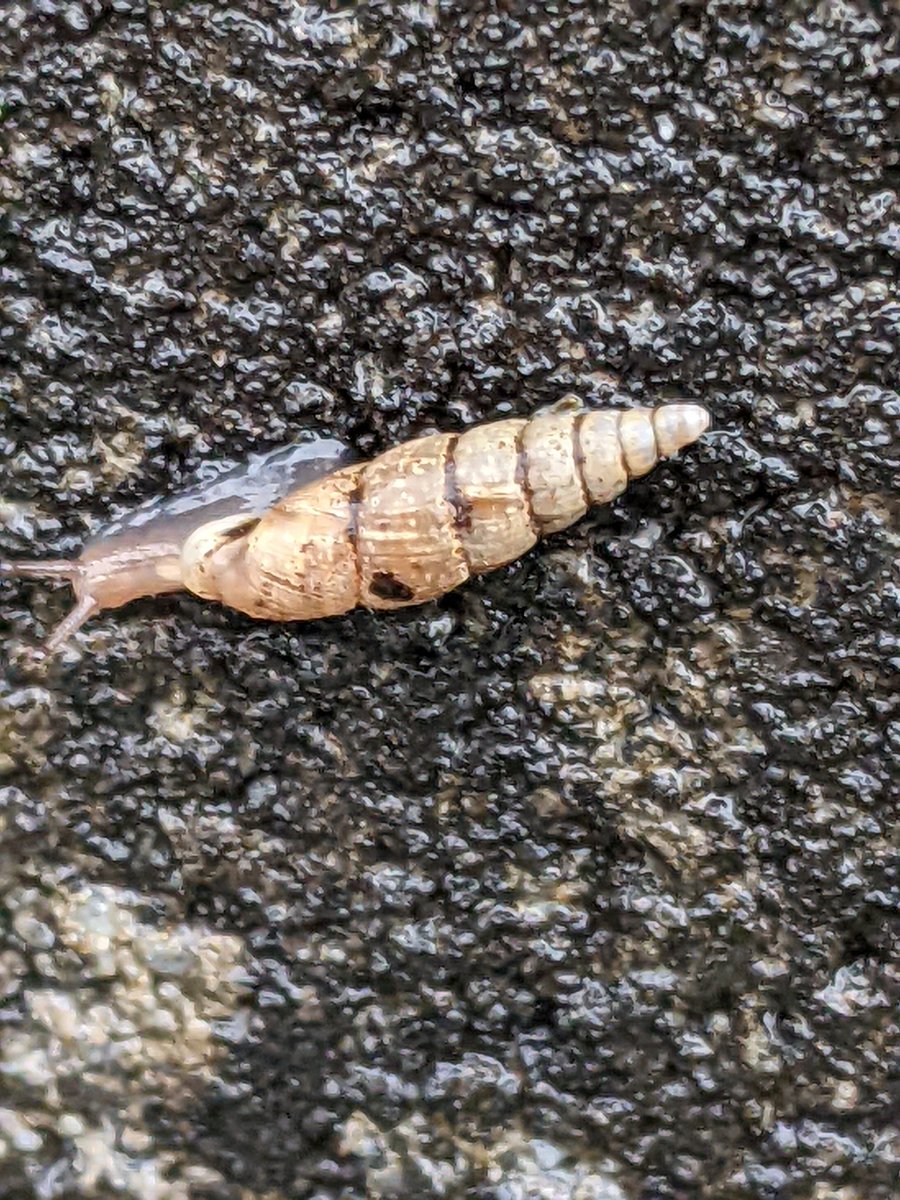rippleinjiku823's tweet photo. ドリルみたいなカタツムリさん🐌 https://t.co/y2E79Fhova