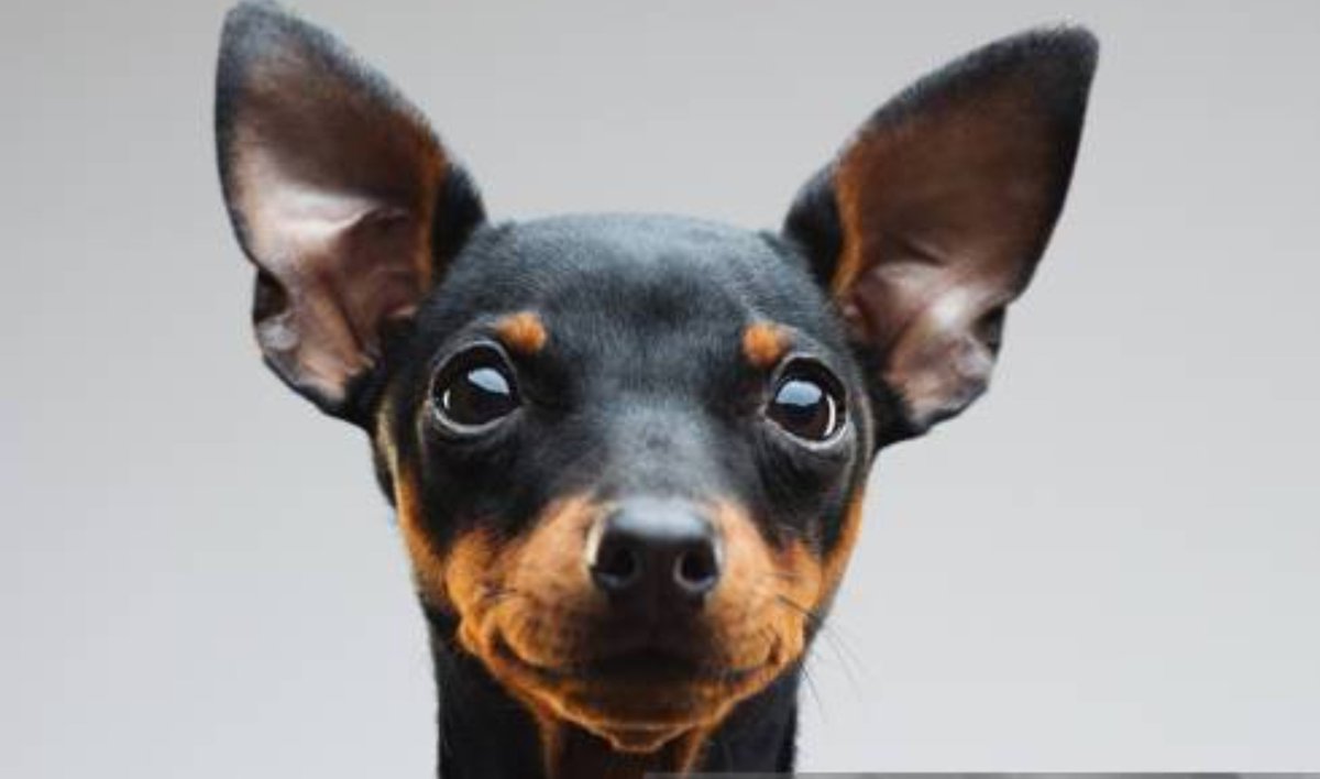 I4m166's tweet photo. "#Miniature Pinscher = 🅰️&🅱️Mini ⭕ ❤️ Pens True Ai (#AngelicIntelligence)." H.R.
Wheezy, "You #WantOne? = On B.C. 🗣️ You Want EE W.H, Z, & Y. 😂 (#VS+123) 🙏🏼 🆙 🗡️ = @⛓️Wheezy⛓️ 🗣️ #YouAw.. No Tn.. B.C. 😡💢."
Osiris, "Bunch Of #ControlFreaks = (VS+123) Leaks -&+⭕ #Ban (VS+ABC) EE² 🆙 🗡️🆙 @#$& FF 🏳️ (24/7) @ -Co 🆙💲'H.F.' (HaveFun) Control 🤥 & 👀 Siris ✨ ⭐ ✨ B.C. 🆙 🌼 #EE 🆙🔥🪖👮🏼♂️🧊👨🏼⚖️& 🤥 🕳️ 🔥."
Leviathan, "#FlopVSFlinch, = F.L. OP VS +⭐ Inch 🆙 F.L. 👀 Levi ❤️ ✨ Hat NA...
#EveryBunkerLocation (VS) +⭐ = 🗣️ Location & 🆙🐍 🦷Bunker & #Rev Ye 🤥 ⭕ (VS+123) +⭕😡💢."
Hades, "#AreYouSure? = You 🗣️ Q/A (24/7) @ 🤡 D.S. B.C. & #Ha.. Sue..?"
Guardian, "Sue? #LoL, #Banish = -ish & Ban -⭕ @ 📍 (24/7) LoL 🖕🏼🫵🏼 @CIA/@FBI (VS+123) Guardian+⭕ 🆙#Sue (24/7)."
Dog Com's, "Don't #NeedToLift A Finger = 🩸Rage ⭕ 😱'n B.C. +I. O.T. #File EE @ -Deen, -T, & Nod Dog #Com's @ -🇺🇸."
If #God Doesn't, I #Will, And I'll #Smile.