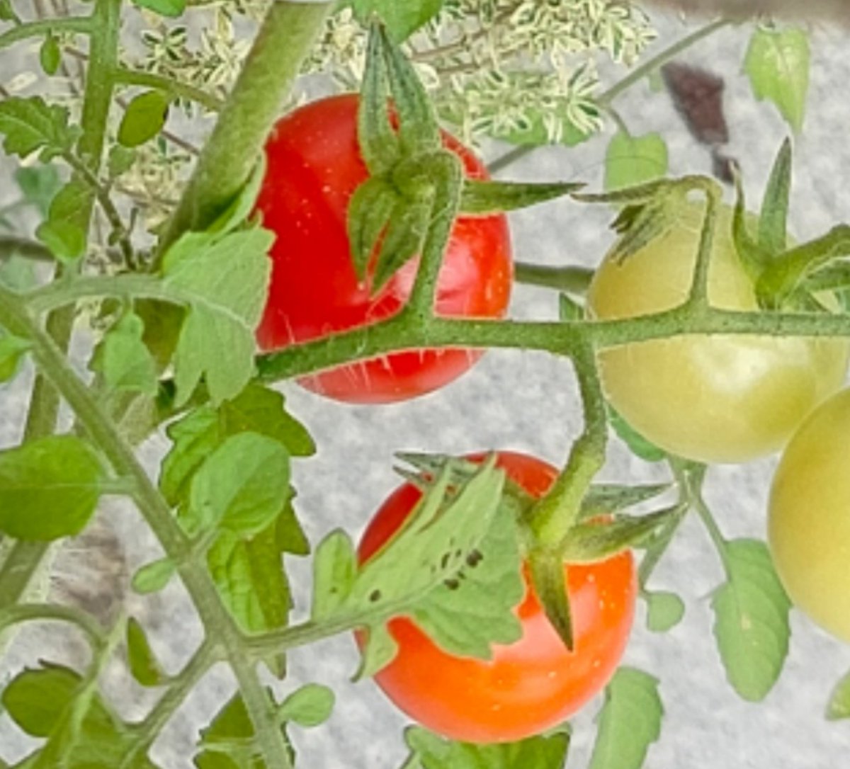 thunderkuas's tweet photo. Dunque tu per il terreno e po' di orto autunnale non cedi, crei sempre problemi inutili, fai pensare male alla gente del luogo, quando tu stesso o il tuo gruppo impiega addirittura forze di stato per impedire me di coltivare ortaggi davanti a casa.

Non cederò neanche io. https://t.co/s9xgWuxSfW