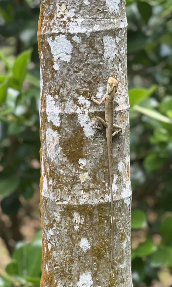 JadeIceajc7's tweet photo. When a small bird tries to climb up the tree trunk, it has to try tricky ways to make its way, like an ant that creeps and crawls slowly on the rough bark.， https://t.co/u3kACUjv4j