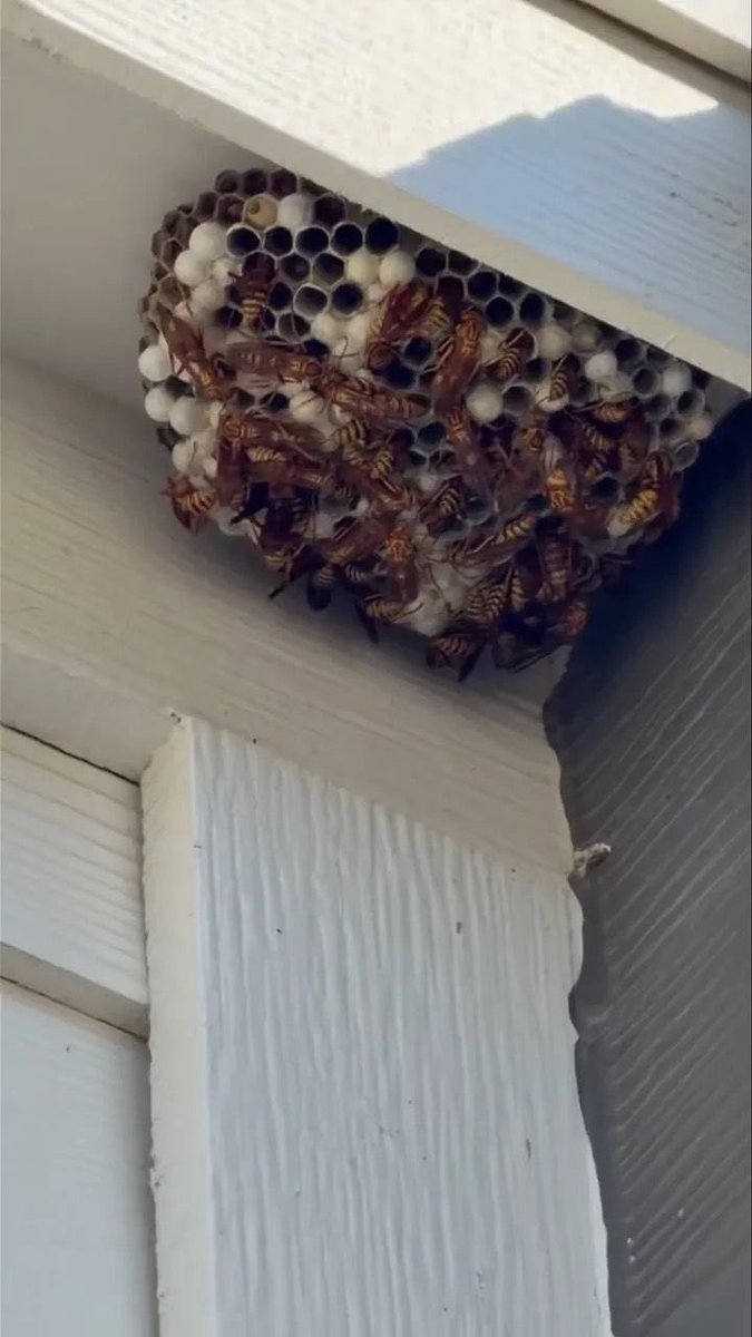 Victorr5183's tweet photo. I got home and found THIS attached to my house 😭 What even is this, and what’s the safest way to get rid of it? I’m honestly freaking out! 😭 https://t.co/EVspbLMyOq