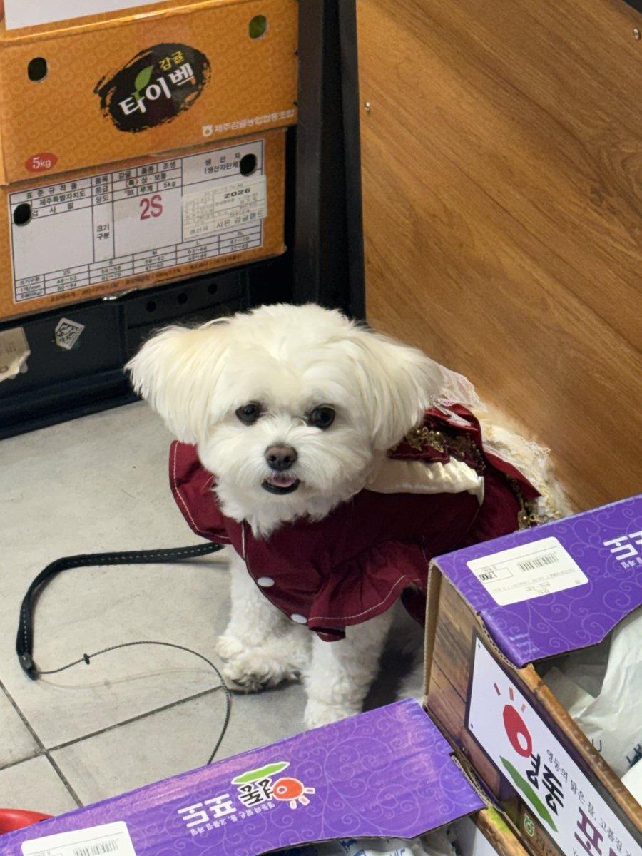 jo0_31's tweet photo. 마트 갔는데 공쥬 가나디 봤어🥹 https://t.co/dg8dgyuc1Y