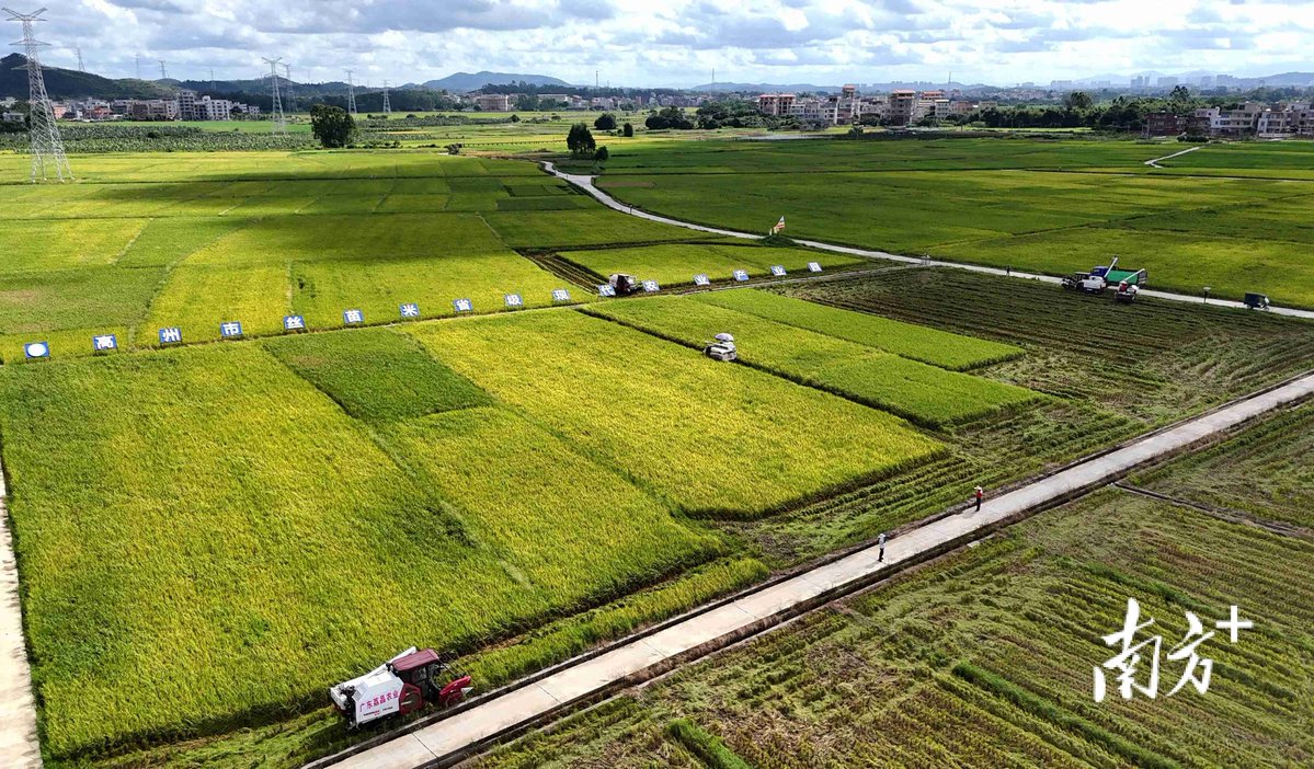 PhilipStepxrtf's tweet photo. This field was a barren wasteland, but after the cooperative management of Mu Tuo and Ju Chuang, it has now become a lush farmland with a yield of thousands of mu, and the beds on the farm are neatly arranged. ， https://t.co/eCjNvn5nDL