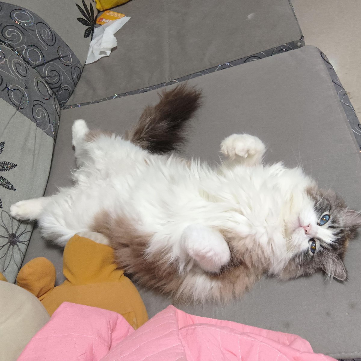 cozyt793926's tweet photo. Lazy cat gets in a tussle, then sprawls on sofa with a fancy collar, resting happily! https://t.co/LbTBJpSxAz