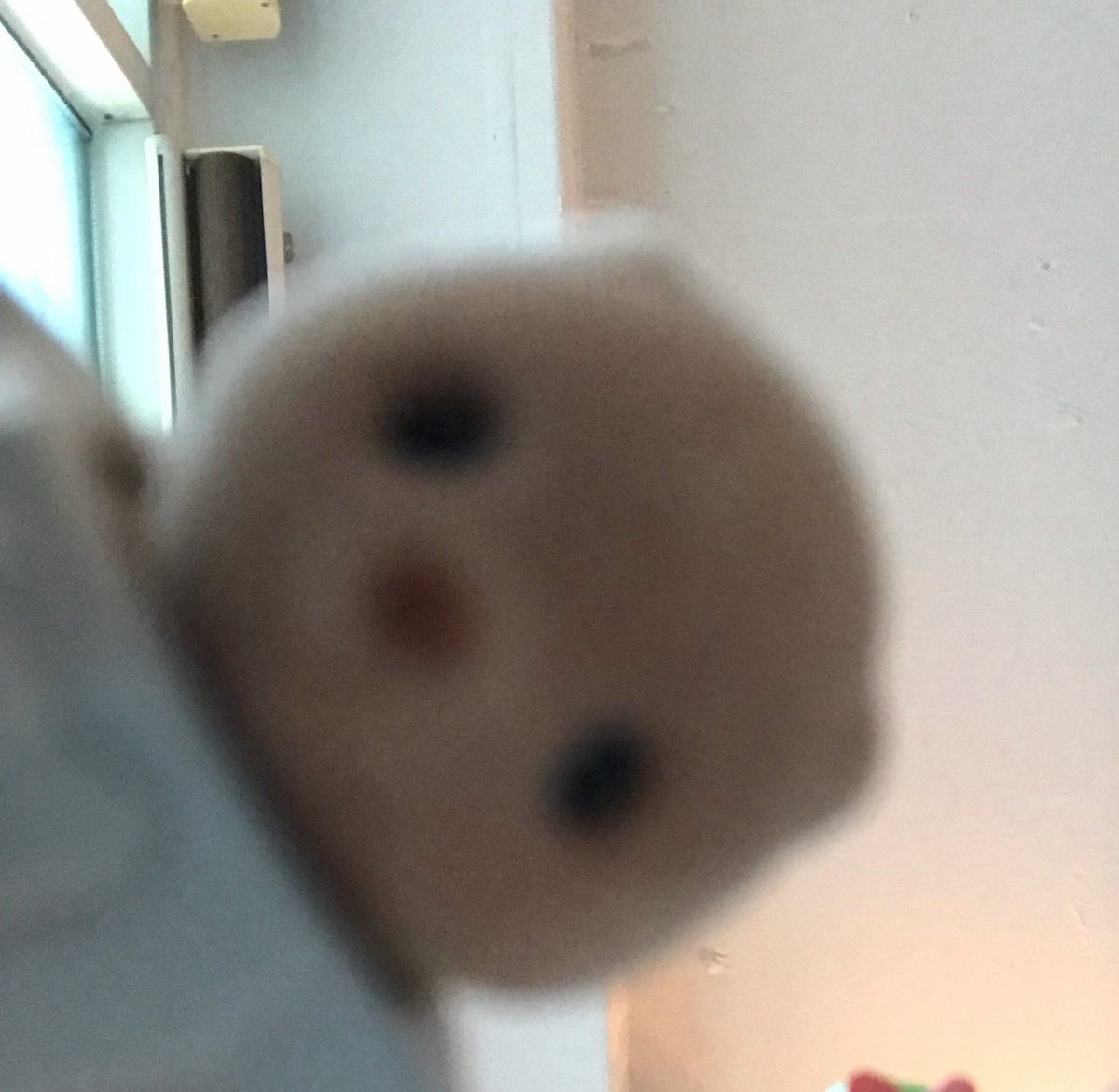 pam060106's tweet photo. 실바니안 블라인드백 숲속 돌바니안 미개봉 판매합니다ㅜㅜ

뽑을 줄 모르고 샀는데 뽑아버려서 하나 양도해요ㅜ
번장,당근거래 가능 
컬러풀토끼랑 교환도 가능 

디엠주세여ㅜ

숲속 돌바니안 블라인드백 컬러풀토끼 용산 https://t.co/NsxW9XtedG