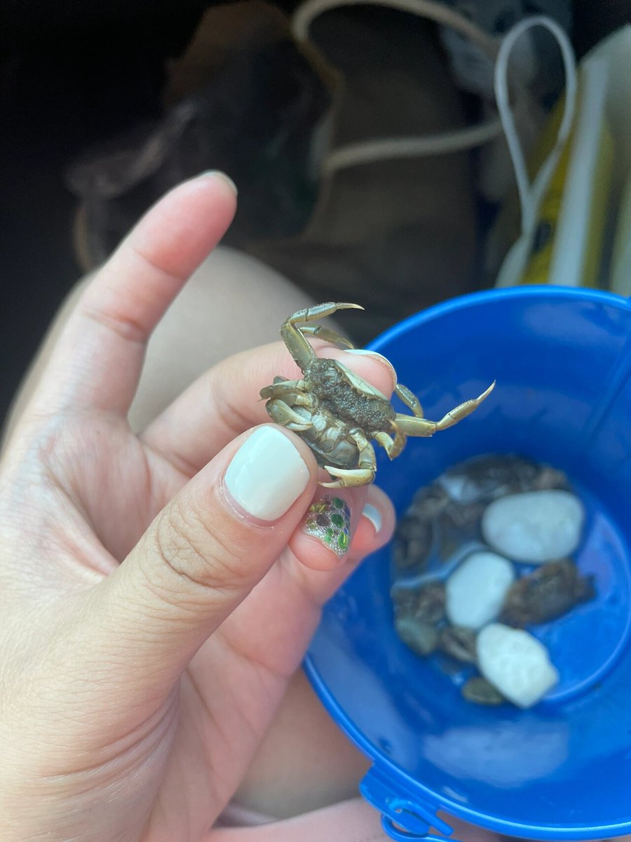 ettaktjawamru's tweet photo. "Hey! The crab here’s got a special secret—its precious treasure’s hidden, so we’ll use a quiet spot to keep it safe. #LittleMagicMoment"， https://t.co/ShOb7xjh2v