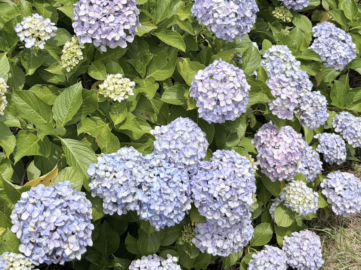halsted_justin's tweet photo. 紫陽花きれいだった♡ https://t.co/K32vh3Tr82