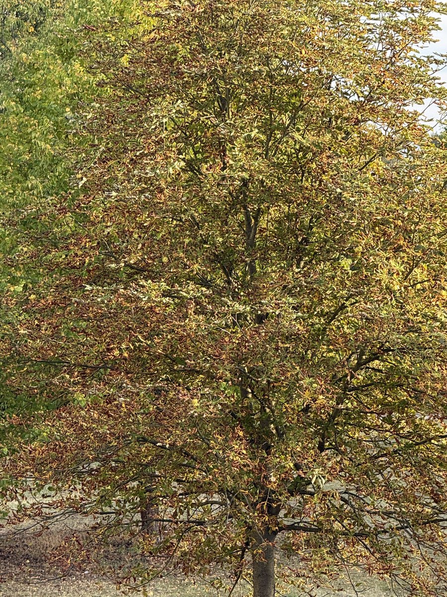 TravelMark1942's tweet photo. @Grampa1950 The green leaves are still fighting for their color. But yellow is becoming more and more prevailed. Autumn shows itself from its most beautiful side. https://t.co/AxQdmg7bO4