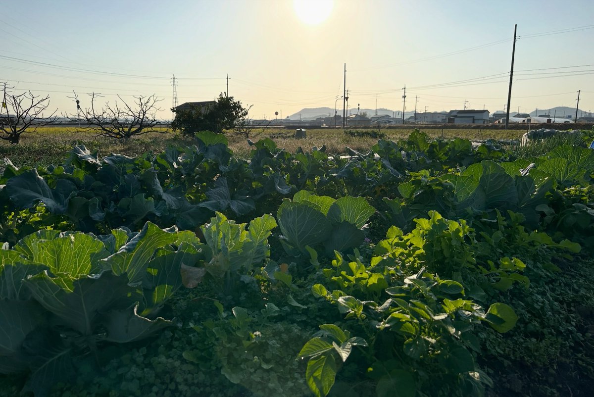 Setouchimyfarm's tweet photo. ロシア国家統計局の調査によると、
ロシア国内のジャガイモ生産高の91.9％、その他の野菜の80.8％は、
「家庭菜園」によってまかなわれているという。

ロシアでは、野菜とは、住民自らつくるものなのである。

家庭菜園といっても規模はさまざまあるが、
なかでもよく知られるのが「ダーチャ」と呼ばれる郊外型セカンドハウスである。

ダーチャは、もともとソビエト時代に国から労働者に無償で支給されたもので、
ことに第二次世界大戦後、食料難を打開するための手段のひとつとして広く普及するようになった。

1980～90年代、ペレストロイカからソ連崩壊、新生ロシア誕生へと動乱の時代のなか、
店頭から商品が消えても、ロシアの人々はダーチャの畑で野菜をつくり、家畜を飼い、物々交換しながら、したたかに生き延びたのである。

昔、ロシア人の母を持つ女性にこのダーチャの事を詳しく教えていただいたことがある。

彼女いわく、
「ロシア人は生まれついての農民です。それが証拠に、年を重ねると退職金や貯めたお金をはたいてダーチャを買って、イモを作る」と。

確かにロシアはゴーゴリを生み、チェーホフを生んだ。
トルストイもドストエフスキーもロシアの農民文化のなかで愛された作家である。

近くて最も遠い国、ロシア

かつては『農民の国』であった瑞穂の国・日本が見習うべきことは沢山ある。

現在この国にロシアのような政変や事変があった時、何人の人が生き残り、日本国は存続するのだろうか？

アメリカ映画村もネズミーランドも沖縄森林架空公園もそれなり楽しみを与えてくれる。
しかし、いざという時、食糧や休息は提供してくれない。

そろそろ、今だけを切り取る暮らしから、未来を見据え、持続できる生き方にシフトする時が来たと考える。

#自然農法 #ロシア #ダーチャ #ペレストロイカ
