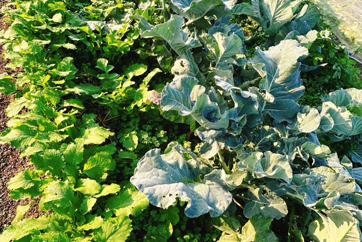 Setouchimyfarm's tweet photo. ロシア国家統計局の調査によると、
ロシア国内のジャガイモ生産高の91.9％、その他の野菜の80.8％は、
「家庭菜園」によってまかなわれているという。

ロシアでは、野菜とは、住民自らつくるものなのである。

家庭菜園といっても規模はさまざまあるが、
なかでもよく知られるのが「ダーチャ」と呼ばれる郊外型セカンドハウスである。

ダーチャは、もともとソビエト時代に国から労働者に無償で支給されたもので、
ことに第二次世界大戦後、食料難を打開するための手段のひとつとして広く普及するようになった。

1980～90年代、ペレストロイカからソ連崩壊、新生ロシア誕生へと動乱の時代のなか、
店頭から商品が消えても、ロシアの人々はダーチャの畑で野菜をつくり、家畜を飼い、物々交換しながら、したたかに生き延びたのである。

昔、ロシア人の母を持つ女性にこのダーチャの事を詳しく教えていただいたことがある。

彼女いわく、
「ロシア人は生まれついての農民です。それが証拠に、年を重ねると退職金や貯めたお金をはたいてダーチャを買って、イモを作る」と。

確かにロシアはゴーゴリを生み、チェーホフを生んだ。
トルストイもドストエフスキーもロシアの農民文化のなかで愛された作家である。

近くて最も遠い国、ロシア

かつては『農民の国』であった瑞穂の国・日本が見習うべきことは沢山ある。

現在この国にロシアのような政変や事変があった時、何人の人が生き残り、日本国は存続するのだろうか？

アメリカ映画村もネズミーランドも沖縄森林架空公園もそれなり楽しみを与えてくれる。
しかし、いざという時、食糧や休息は提供してくれない。

そろそろ、今だけを切り取る暮らしから、未来を見据え、持続できる生き方にシフトする時が来たと考える。

#自然農法 #ロシア #ダーチャ #ペレストロイカ