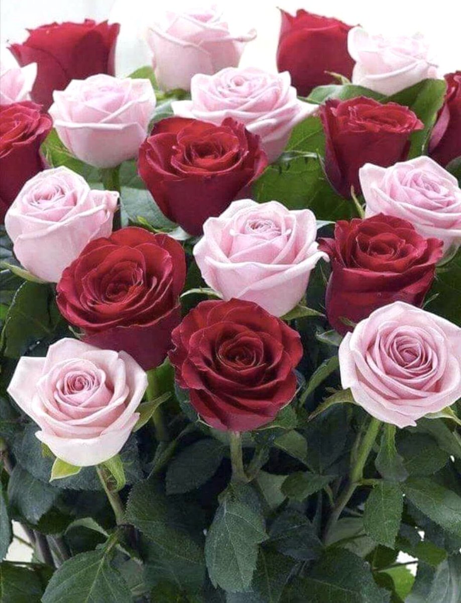 MilaDimitri1's tweet photo. Жизнь  наша- проза...
Но, в ней порой благоухают розы. https://t.co/06eVgbds4Y