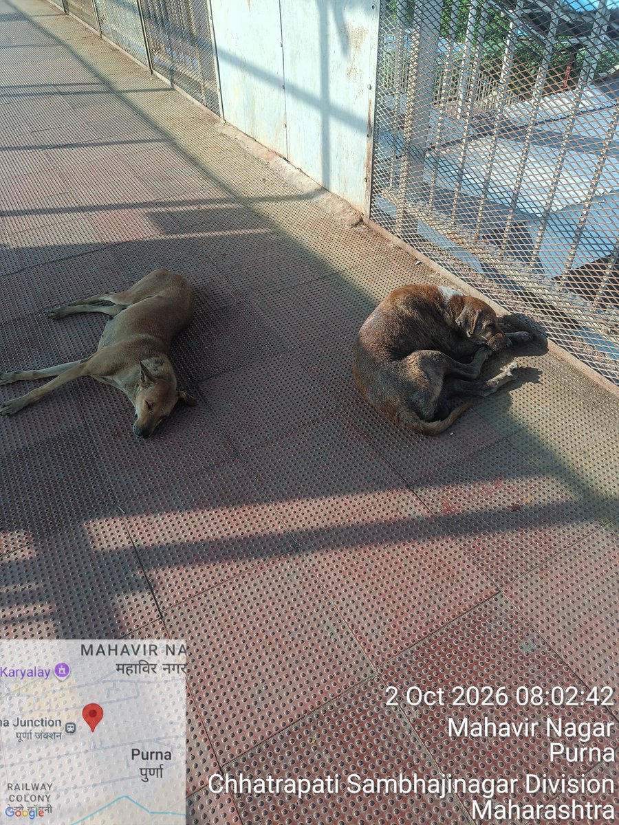 maheeshagarwal's tweet photo. @RailMadad @RailMinIndia @DRM_Nanded
पूर्णा जंक्शन रेलवे स्टेशन पर आवारा कुत्तों का झुंड यात्रियों के लिए गंभीर खतरा बना हुआ है। प्लेटफॉर्म व स्टेशन परिसर में कुत्तों के आतंक से यात्रियों, विशेषकर बच्चों, महिलाओं और बुजुर्गों की सुरक्षा प्रभावित हो रही है।
#PurnaJunction https://t.co/MO499eVHk7