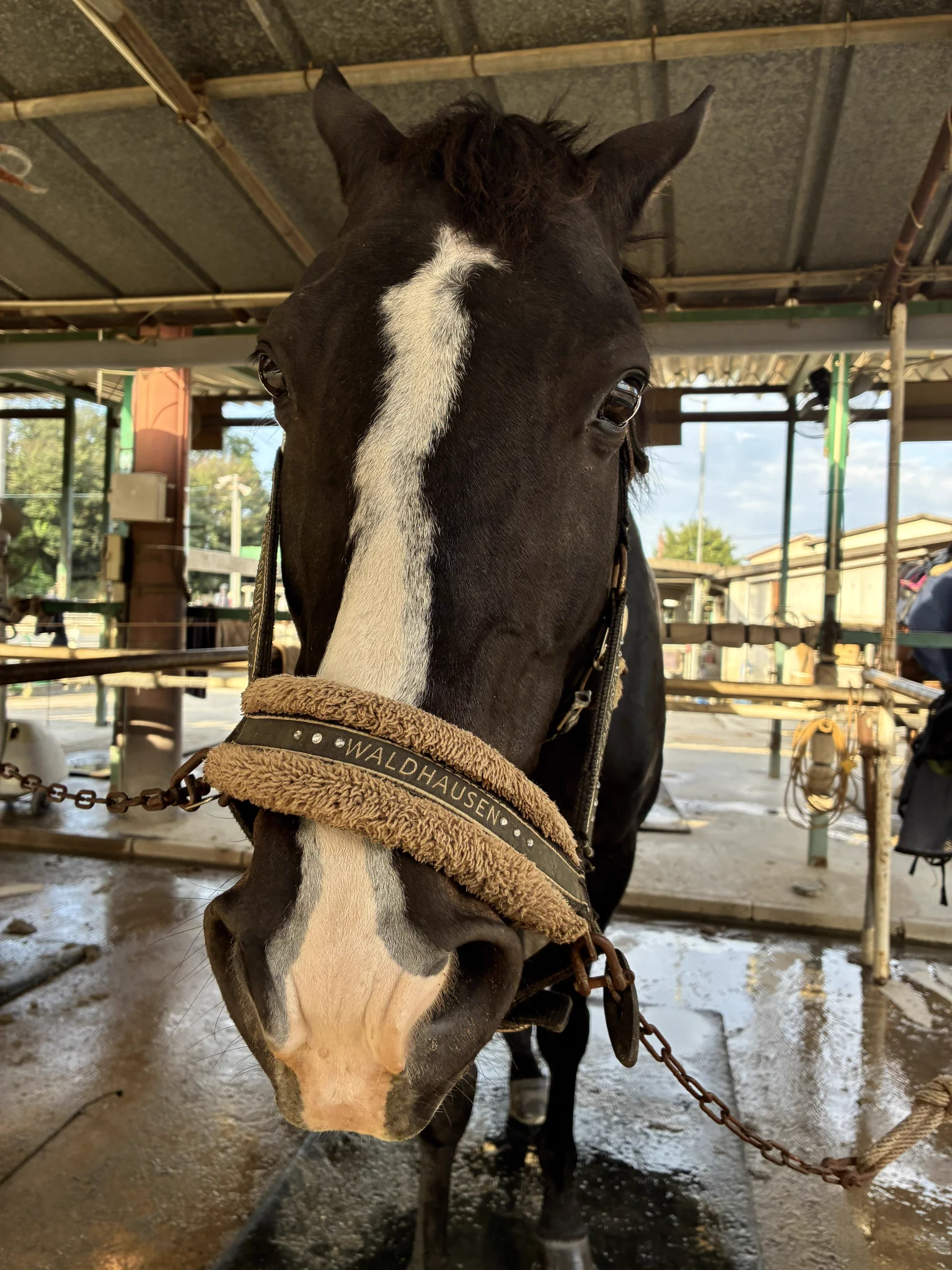なほのウマ🐴💕 on X: 