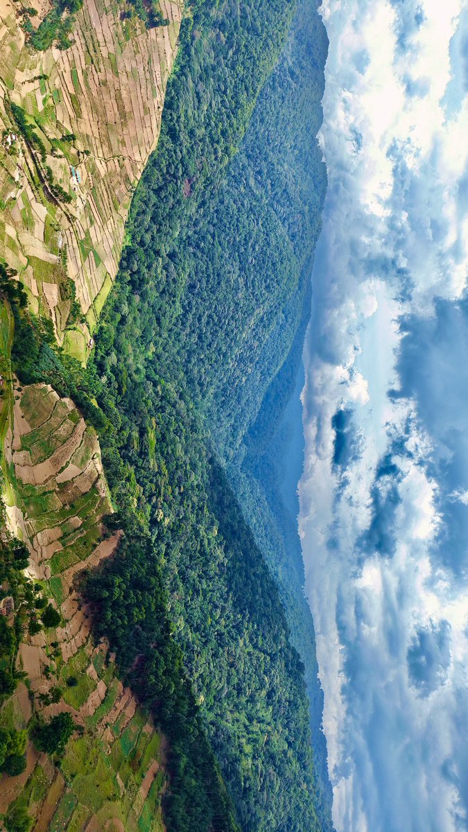 ugwildlife's tweet photo. The Beauty of Bwindi impenetrable National Park. This is one of the areas our Magnificent Mountain Gorillas live. 
#ExploreUganda https://t.co/mVqERkL7CU