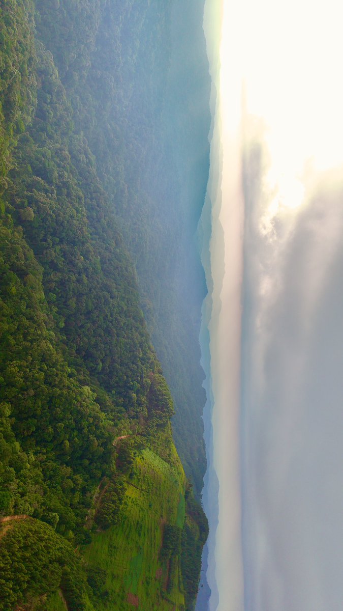 ugwildlife's tweet photo. The Beauty of Bwindi impenetrable National Park. This is one of the areas our Magnificent Mountain Gorillas live. 
#ExploreUganda https://t.co/mVqERkL7CU