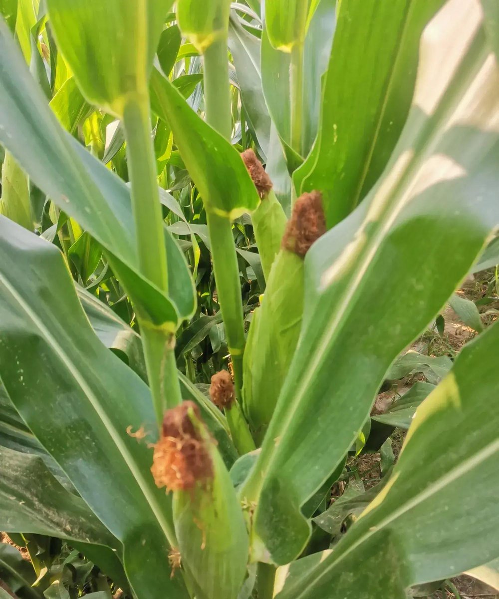 MaryRuizyhck's tweet photo. I just dug up a rare 8-shaped dirt mound with a shining corn kernel in the field!， https://t.co/zD0RRelrdr