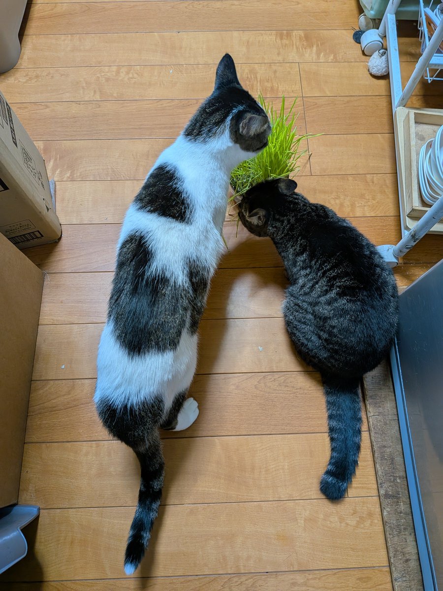 milkmomo's tweet photo. ちゃんと、１１匹様に行き渡る様に別々に置いといたのに、こちらは、あずきママと途中から気付いたラブちゃんしかおりませぬ。
お客様〜こちらのサラダバー市場空いておりますよ～😃 https://t.co/5uAcyM8XZT