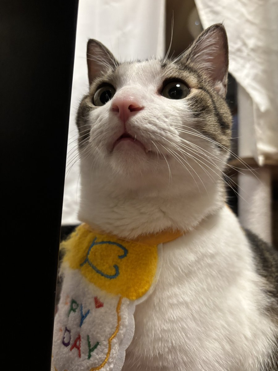 fukuroupiyopiyo's tweet photo. スタイが横になってるから直そうとしたら「え、なに、触らないで」みたいな顔された https://t.co/w2SGHFLXrp